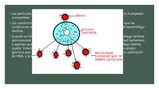 • Las partículas de virus recién generadas a continuación pueden infectar a otros huéspedes
susceptibles.
• Las condiciones de crecimiento inadecuadas favorecen la lisogenia, mientras que las
condiciones de crecimiento buenas promueven la vía lítica de crecimiento del bacteriófago
lambda.
• Cuando se integra en el genoma del huésped en su estado latente, el bacteriófago lambda
permanecerá en ese estado en tanto no se active por exposición de su huésped bacteriano
a agentes que dañan el DNA. En respuesta a ese estímulo nocivo, el bacteriófago latente
queda “inducido” y empieza a transcribir y después a traducir los genes de su propio
genoma que son necesarios para su escisión desde el cromosoma huésped, su replicación
de DNA, y la síntesis de su cubierta proteínica y sus enzimas líticas.
 