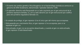 • El evento de cambio genético lítico/lisogénico en el bacteriófago lambda se centra en su
genoma de DNA bicatenario, denominada “operador derecho” (OR)
• El operador derecho está flanqueado en su lado izquierdo por el gen estructural de la
proteína represora lambda, cI, y en su lado derecho por el gen estructural que codifica
para otra proteína reguladora llamada cro.
• En estado de profago, el gen represor cI es el único gen del mismo que se expresa.
• Está pasando por crecimiento lítico, el gen represor cI no se expresa, pero sí se
expresan el gen cro
• Está activado, el gen cro se encuentra desactivado, y cuando el gen cro está activado,
el gen represor cI está desactivado.
 