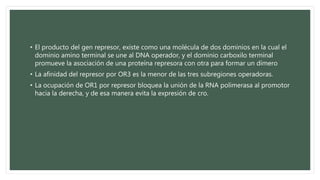 • El producto del gen represor, existe como una molécula de dos dominios en la cual el
dominio amino terminal se une al DNA operador, y el dominio carboxilo terminal
promueve la asociación de una proteína represora con otra para formar un dímero
• La afinidad del represor por OR3 es la menor de las tres subregiones operadoras.
• La ocupación de OR1 por represor bloquea la unión de la RNA polimerasa al promotor
hacia la derecha, y de esa manera evita la expresión de cro.
 