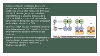 • Si la concentración intracelular de proteína
represora se hace demasiado alta, este represor
excesivo se unirá a OR3, y al hacerlo disminuye
la transcripción del gen represor desde el
promotor hacia la izquierda bloqueando la
unión de RNAP al promotor cI, hasta que la
concentración de represor decrece y el represor
se disocia por sí mismo de OR3.
• La proteasa recA activada hidroliza la porción de
la proteína represora que conecta los dominios
amino terminal y carboxilo terminal de esa
molécula.
• Esa división hace que los dímeros represores se
disocien lo que, a su vez, causa disociación de
las moléculas represoras desde OR2, y
finalmente desde OR1
 