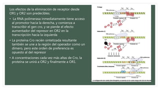 Los efectos de la eliminación de receptor desde
OR1 y OR2 son predecibles.
• La RNA polimerasa inmediatamente tiene acceso
al promotor hacia la derecha, y comienza a
transcribir el gen cro, y se pierde el efecto
aumentador del represor en OR2 en la
transcripción hacia la izquierda
• La proteína Cro recién sintetizada resultante
también se une a la región del operador como un
dímero, pero este orden de preferencia es
opuesto al del represor
• A concentraciones cada vez más altas de Cro, la
proteína se unirá a OR2 y finalmente a OR1.
 