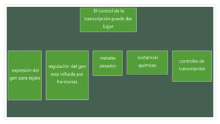 El control de la
transcripción puede dar
lugar
expresión del
gen para tejido
regulación del gen
esta influida por
hormonas
metales
pesados
sustancias
químicas
controles de
transcripción
 