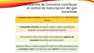 La plantilla de cromatina contribuye
al control de transcripción del gen
eucarionte
La estructura de la cromatina proporciona CONTROL DE LA TRANSCRIPCIÓN
DE GEN
El desarrollo y función de órganos, tejidos y células especializadas
dependen de la expresión diferencial de genes.
Esta expresión diferencial se debe a tener diferentes regiones de
cromatina disponibles para transcripción.
Ejemplo, el DNA que contiene la agrupación de gen que codifica para globina β está
en cromatina “activa” en el reticulocito, pero “inactiva” en células musculares.
 