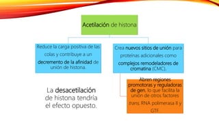 Acetilación de histona
Reduce la carga positiva de las
colas y contribuye a un
decremento de la afinidad de
unión de histona.
Crea nuevos sitios de unión para
proteínas adicionales como
complejos remodeladores de
cromatina (CMC).
Abren regiones
promotoras y reguladoras
de gen, lo que facilita la
unión de otros factores
trans, RNA polimerasa II y
GTF.
La desacetilación
de histona tendría
el efecto opuesto.
 