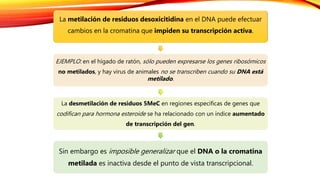 La metilación de residuos desoxicitidina en el DNA puede efectuar
cambios en la cromatina que impiden su transcripción activa.
EJEMPLO: en el hígado de ratón, sólo pueden expresarse los genes ribosómicos
no metilados, y hay virus de animales no se transcriben cuando su DNA está
metilado.
La desmetilación de residuos 5MeC en regiones especificas de genes que
codifican para hormona esteroide se ha relacionado con un índice aumentado
de transcripción del gen.
Sin embargo es imposible generalizar que el DNA o la cromatina
metilada es inactiva desde el punto de vista transcripcional.
 