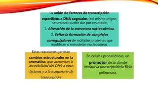 La unión de factores de transcripción
específicos a DNA cognados (del mismo origen,
naturaleza) puede dar por resultado:
1. Alteración de la estructura nucleosómica,
2. Evitar la formación de complejos
correguladores de múltiples proteínas que
modifican o remodelan nucleosomas.
Estas reacciones generan
cambios estructurales en la
cromatina, que aumentan la
accesibilidad del DNA a otros
factores y a la maquinaria de
transcripción.
En células procarióticas, un
promotor dicta donde
iniciará la transcripción la RNA
polimerasa.
 