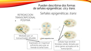 Pueden describirse dos formas
de señales epigenéticas: cis y trans.
Mediado por un
transactivador difusible
Expresado en magnitud
suficiente para que se
herede la señal trans
Células hijas tendrán
fenotipo celular dictado por
otros genes activados en la
transcripción.
RETROACCION
TRANSCRIPCIONAL
POSITIVA
Señales epigenéticas trans
 