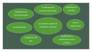 la expresión puede ser
modulada mediante,
modificaciones
postranscripcionales
estabilización
del RNA,
control
traduccional
modificación y
estabilización de la
proteína
ampliación del
gen
reordenamiento
modificaciones
transcripcionales
 