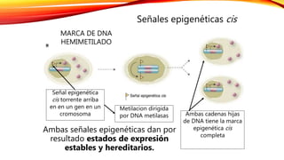 MARCA DE DNA
HEMIMETILADO
Señales epigenéticas cis
Señal epigenética
cis torrente arriba
en en un gen en un
cromosoma
Metilacion dirigida
por DNA metilasas Ambas cadenas hijas
de DNA tiene la marca
epigenética cis
completa
Ambas señales epigenéticas dan por
resultado estados de expresión
estables y hereditarios.
 