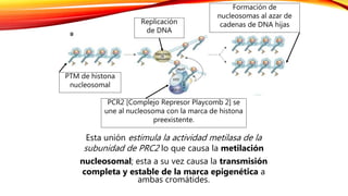 Esta unión estimula la actividad metilasa de la
subunidad de PRC2 lo que causa la metilación
nucleosomal; esta a su vez causa la transmisión
completa y estable de la marca epigenética a
ambas cromátides.
Replicación
de DNA
Formación de
nucleosomas al azar de
cadenas de DNA hijas
PTM de histona
nucleosomal
PCR2 [Complejo Represor Playcomb 2] se
une al nucleosoma con la marca de histona
preexistente.
 