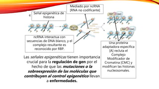 Mediado por ncRNA
[RNA no codificante]
Señal epigenética de
histona
ncRNA interactua con
secuencias de DNA blanco, y el
complejo resultante es
reconocido por RBP.
Una proteína
adaptadora especifica
[A] recluta el
Complejo
Modificador de
Cromatina [CMC] y
modifican las histonas
nucleosomales.
Las señales epigenéticas tienen importancia
crucial para la regulación de gen por el
hecho de que las mutaciones o la
sobreexpresión de las moléculas que
contribuyen al control epigenético llevan
a enfermedades.
 