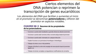 Ciertos elementos del
DNA potencian o reprimen la
transcripción de genes eucarióticos
Los elementos del DNA que facilitan o aumentan el inicio
en el promotor se denominan potenciadores y difieren del
promotor en aspectos notables.
 