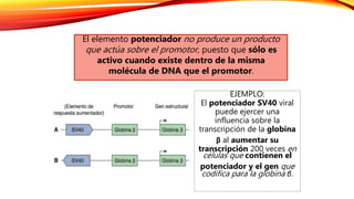 EJEMPLO:
El potenciador SV40 viral
puede ejercer una
influencia sobre la
transcripción de la globina
β al aumentar su
transcripción 200 veces en
células que contienen el
potenciador y el gen que
codifica para la globina β.
El elemento potenciador no produce un producto
que actúa sobre el promotor, puesto que sólo es
activo cuando existe dentro de la misma
molécula de DNA que el promotor.
 