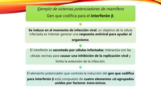 Ejemplo de sistemas potenciadores de mamífero:
Gen que codifica para el interferón β.
Se induce en el momento de infección viral; un objetivo de la célula
infectada es intentar generar una respuesta antiviral para ayudar al
organismo.
El interferón es secretado por células infectadas; interactúa con las
células vecinas para causar una inhibición de la replicación viral y
limita la extensión de la infección.
El elemento potenciador que controla la inducción del gen que codifica
para interferón β está compuesto de cuatro elementos cis agrupados
unidos por factores trans únicos.
 