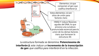 La estructura formada se denomina: Potenciosoma de
interferón β; este induce un incremento de la transcripción
de gen que codifica para interferón β en la infección.
Elementos cis que
componen al gen que
codifica Interferón β.
Estos elementos cis son
sitios de unión para
factores trans.
HMGI-Y induce flexiones
agudas del DNA, lo que
provoca una curvatura
pronunciada escencial para la
union de los demas factores
trans, que formaran la
estructura 3D.
 