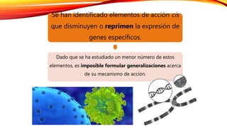 Se han identificado elementos de acción cis
que disminuyen o reprimen la expresión de
genes específicos.
Dado que se ha estudiado un menor número de estos
elementos, es imposible formular generalizaciones acerca
de su mecanismo de acción.
 