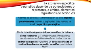 La expresión especifica
para tejido depende de potenciadores o
represores, o ambos, elementos
regulatorios de acción cis
Además de potenciar la transcripción de gen, algunos
potenciadores poseen la capacidad para hacerlo de
modo específico para tejido.
Mediante fusión de potenciadores específicos de tejidos a
genes reporteros, y al introducir estas construcciones
quiméricas a un embrión unicelular, es posible crear un
animal transgénico, y probar si un potenciador dado en
realidad impulsa una expresión especifica para célula o
tejido.
 