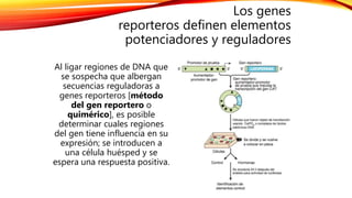 Los genes
reporteros definen elementos
potenciadores y reguladores
Al ligar regiones de DNA que
se sospecha que albergan
secuencias reguladoras a
genes reporteros [método
del gen reportero o
quimérico], es posible
determinar cuales regiones
del gen tiene influencia en su
expresión; se introducen a
una célula huésped y se
espera una respuesta positiva.
 