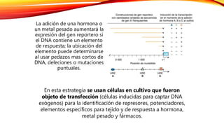 La adición de una hormona o
un metal pesado aumentará la
expresión del gen reportero si
el DNA contiene un elemento
de respuesta; la ubicación del
elemento puede determinarse
al usar pedazos mas cortos de
DNA, deleciones o mutaciones
puntuales.
En esta estrategia se usan células en cultivo que fueron
objeto de transfección (células inducidas para captar DNA
exógenos) para la identificación de represores, potenciadores,
elementos específicos para tejido y de respuesta a hormona,
metal pesado y fármacos.
 