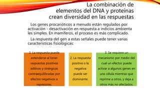 La combinación de
elementos del DNA y proteínas
crean diversidad en las respuestas
Los genes procarióticos a menudo están regulados por
activación - desactivación en respuesta a indicios ambienta
les simples. En mamíferos, el proceso es más complicado.
La respuesta del gen a estas señales puede tener varias
características fisiológicas:
1. La respuesta puede
extenderse al tener
respuestas positivas
aditivas y sinérgicas
contraequilibradas por
efectos negativos o
represores.
2. La respuesta
positiva o la
negativa
puede ser
dominante.
3. Se requiere un
mecanismo por medio del
cual un efector puede
activar a algunos genes en
una célula mientras que
reprime a otros, y deja a
otros más no afectados.
 
