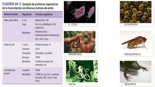 E. COLI
MAMIFERO
FAGO
LEVADURA
DROSOPHILA
XENOPUS
 