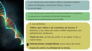 3. Las interacciones entre proteína y DNA se mantienen mediante
enlaces de hidrógeno, interacciones iónicas, y fuerzas
de van der Waals.
4. Los motivos que se encuentran en estas proteínas son singulares;
su presencia en una proteína de función desconocida
sugiere que la proteína puede unirse al DNA.
5. Las proteínas:
*Hélice-giro-hélice o de cremallera de leucina 
dímeros, y sus sitios de unión a DNA respectivos son
palíndromos simétricos.
*Dedo de cinc, el sitio de unión  se repite  dos a
nueve veces.
Interacciones cooperativas entre sitios de unión.
Grado de unión y la afinidad de la misma.
 