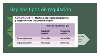Hay dos tipos de regulación
Positiva
El que media regulacion
positiva es un regulador
positivo o activador
Negativa El elemento que media
es silenciador o represor
Un doble negativo tiene
el efecto de actuar
como un positivo
 