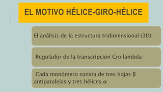 EL MOTIVO HÉLICE-GIRO-HÉLICE
El análisis de la estructura tridimensional (3D)
Regulador de la transcripción Cro lambda
Cada monómero consta de tres hojas β
antiparalelas y tres hélices α
 