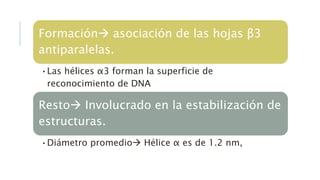 Formación asociación de las hojas β3
antiparalelas.
•Las hélices α3 forman la superficie de
reconocimiento de DNA
Resto Involucrado en la estabilización de
estructuras.
•Diámetro promedio Hélice α es de 1.2 nm,
 