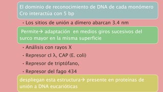El dominio de reconocimiento de DNA de cada monómero
Cro interactúa con 5 bp
• Los sitios de unión a dímero abarcan 3.4 nm
Permite adaptación en medios giros sucesivos del
surco mayor en la misma superficie
• Análisis con rayos X
• Represor cI λ, CAP (E. coli)
• Represor de triptófano,
• Represor del fago 434
despliegan esta estructura presente en proteínas de
unión a DNA eucarióticas
 