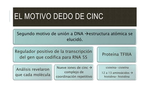 EL MOTIVO DEDO DE CINC
Segundo motivo de unión a DNA estructura atómica se
elucidó.
Regulador positivo de la transcripción
del gen que codifica para RNA 5S
Análisis revelaron
que cada molécula
Nueve iones de cinc 
complejo de
coordinación repetitivo
Proteína TFIIIA
cisteína- cisteína
12 a 13 aminoácidos 
histidina- histidina
 