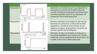 Los sistemas biológicos muestran tres
tipos de respuestas temporales a una
seña reguladora
Respuesta tipo A Expresión aumentada de gen que depende de
la presencia continua de la señal inductora,
cuando se elimina la expresión disminuye pero
aumenta repetidas veces en la respuesta a la
reaparición de la señal especifica.
Respuesta tipo B Muestra expresión aumentada de gen que es
transitoria en presencia continua de la señal
reguladora, cuando termina permite que la
celula se recupere caracteriza a la acción de
muchos agentes farmacológicos,
Respuesta tipo C Expresión de gen aumentada en respuesta a
una señal reguladora que persiste por tiempo
indefinido incluso después de la terminacion de
la señal, actúa como desencadenante
 