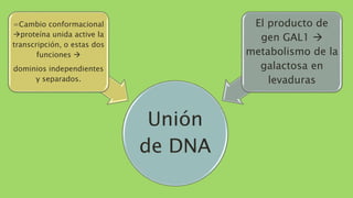Unión
de DNA
=Cambio conformacional
proteína unida active la
transcripción, o estas dos
funciones 
dominios independientes
y separados.
El producto de
gen GAL1 
metabolismo de la
galactosa en
levaduras
 