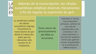LA REGULACIÓN DE GEN EN
PROCARIOTAS Y EUCARIOTAS DIFIERE
EN ASPECTOS IMPORTANTES
Además de la transcripción, las células
eucarióticas emplean diversos mecanismos
a fin de regular la expresión de gen.
La membrana nuclear
de células
eucarióticas segrega
físicamente la
transcripción de gen
desde la traducción,
dado que los
ribosomas sólo
existen en el
citoplasma.
Estos pasos de
procesamiento
del RNA en
eucariotas
extremos 5′ de las
transcripciones
primarias, adición de
una cola de
poliadenilato a los
extremos 3′ de
transcripciones, y
escisión de regiones
intrón para generar
exones empalmados
en la molécula de
mRNA maduro.
 