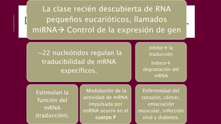 LOS miRNA MODULAN LA EXPRESIÓN
DE GEN AL ALTERAR LA FUNCIÓN DEL
mRNA
La clase recién descubierta de RNA
pequeños eucarióticos, llamados
miRNA Control de la expresión de gen
~22 nucleótidos regulan la
traducibilidad de mRNA
específicos.
Estimulan la
función del
mRNA
(traducción).
Modulación de la
actividad de mRNA
impulsada por
miRNA ocurre en el
cuerpo P
Inhibe la
traducción
Induce
degradación del
mRNA
Enfermedad del
corazón, cáncer,
emaciación
muscular, infección
viral y diabetes.
 
