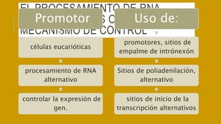 EL PROCESAMIENTO DE RNA
ALTERNATIVO ES OTRO
MECANISMO DE CONTROL
Promotor
células eucarióticas
procesamiento de RNA
alternativo
controlar la expresión de
gen.
Uso de:
promotores, sitios de
empalme de intrónexón
Sitios de poliadenilación,
alternativo
sitios de inicio de la
transcripción alternativos
 