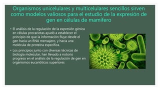 Organismos unicelulares y multicelulares sencillos sirven
como modelos valiosos para el estudio de la expresión de
gen en células de mamífero
• El análisis de la regulación de la expresión génica
en células procariotas ayudó a establecer el
principio de que la información fluye desde el
gen hacia un RNA mensajero, y hacia una
molécula de proteína específica.
• Los principios junto con diversas técnicas de
biología molecular, han llevado a notorio
progreso en el análisis de la regulación de gen en
organismos eucarióticos superiores
 