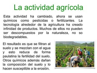 La actividad agrícola
El resultado es que se filtran al
suelo y se mezclan con el agua
y esto reduce de forma
paulatina la fertilidad del suelo.
Otros químicos además dañan
la composición del suelo y lo
hacen susceptible a la erosión.
Esta actividad ha cambiado, ahora se usan
químicos como pesticidas o fertilizantes. La
tecnología alrededor de la agricultura ha creado
infinidad de productos. Muchos de ellos no pueden
ser descompuestos por la naturaleza, no so
biodegradables.
 