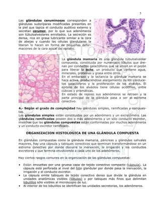 5

Las glándulas ceruminosas corresponden a
glándulas sudoríparas modificadas presentes en
la piel que tapiza el conducto auditivo externo y
secretan cerumen, por lo que sus adenómeros
son túbuloalveolares enrollados. La secreción es
densa, rica en grasa lubricante similar a la cera
de abejas y cuando las células glandulares la
liberan lo hacen en forma de pequeñas defor-
maciones de la cara apical del epitelio.


                              La glándula mamaria es una glándula túbuloalveolar
                              compuesta, constituida por numerosos lóbulos que dre-
                              nan por conductos galactóforos que se abren en el pezón
                              para liberar la leche, un producto que contiene agua,
                              minerales, proteínas y grasa entre otros.
                              En el embarazo y la lactancia la glándula mamaria se
                              hace activa, produciéndose alargamiento de los conduce-
                              tos galactóforos y la proliferación de los alvéolos. El
                              epitelio de los alvéolos tiene células acidófilas, entre
                              cúbicas y prismáticas.
                              En estado de reposo sus adenómeros se retraen y la
                              parte principal de la glándula pasa a ser el estroma
                              conectivo.

4.- Según el grado de complejidad hay glándulas simples, ramificadas y compues-
tas.
Las glándulas simples están constituidas por un adenómero y un excretómero. Las
glándulas ramificadas poseen dos o más adenómeros y un sólo conducto excretor,
mientras que las glándulas compuestas están conformadas por muchos adenómeros
y un conducto excretor ramificado.

     ORGANIZACION HISTOLOGICA DE UNA GLÁNDULA COMPUESTA

En glándulas compuestas como la glándula mamaria, páncreas y glándulas salivales
mayores, hay una cápsula y tabiques conectivos que terminan transformándose en un
estroma conectivo por donde discurre la inervación, la irrigación y los conductos
excretores y que termina envolviendo a cada uno de los adenómeros.

Hay ciertos rasgos comunes en la organización de las glándulas compuestas:

•   Están envueltas por una gruesa capa de tejido conectivo compacto (cápsula). La
    cápsula está perforada al nivel del hilio glandular por donde pasa la inervación, la
    irrigación y el conducto excretor.
•   La cápsula emite tabiques de tejido conectivo denso que divide la glándula en
    unidades anatómicas visibles (lóbulos) y por tabiques más finos que delimitan
    lobulillos sólo visibles al microscopio de luz.
•   Al interior de los lobulillos se identifican las unidades secretorias, los adenómeros.
 