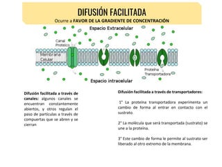 Difusión facilitada a través de
canales: algunos canales se
encuentran constantemente
abiertos, y otros regulan el
paso de partículas a través de
compuertas que se abren y se
cierran
Difusión facilitada a través de transportadores:
1° La proteína transportadora experimenta un
cambio de forma al entrar en contacto con el
sustrato.
2° La molécula que será transportada (sustrato) se
une a la proteína.
3° Este cambio de forma le permite al sustrato ser
liberado al otro extremo de la membrana.
DIFUSIÓN FACILITADA
Ocurre a FAVOR DE LA GRADIENTE DE CONCENTRACIÓN
 