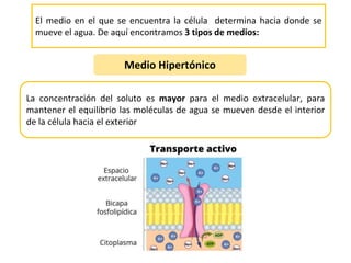 El medio en el que se encuentra la célula determina hacia donde se
mueve el agua. De aquí encontramos 3 tipos de medios:
Medio Hipertónico
La concentración del soluto es mayor para el medio extracelular, para
mantener el equilibrio las moléculas de agua se mueven desde el interior
de la célula hacia el exterior
 