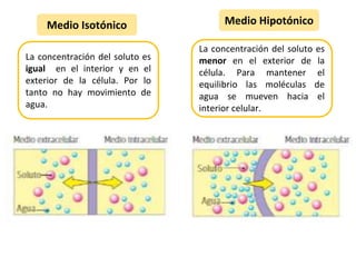 Medio Isotónico
La concentración del soluto es
igual en el interior y en el
exterior de la célula. Por lo
tanto no hay movimiento de
agua.
Medio Hipotónico
La concentración del soluto es
menor en el exterior de la
célula. Para mantener el
equilibrio las moléculas de
agua se mueven hacia el
interior celular.
 
