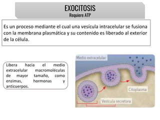 EXOCITOSIS
Requiere ATP
Es un proceso mediante el cual una vesícula intracelular se fusiona
con la membrana plasmática y su contenido es liberado al exterior
de la célula.
Libera hacia el medio
extracelular macromoléculas
de mayor tamaño, como
enzimas, hormonas y
anticuerpos.
 