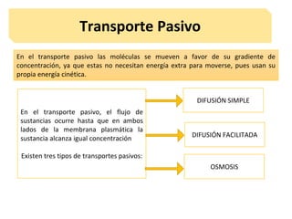 Transporte Pasivo
En el transporte pasivo, el flujo de
sustancias ocurre hasta que en ambos
lados de la membrana plasmática la
sustancia alcanza igual concentración
Existen tres tipos de transportes pasivos:
En el transporte pasivo las moléculas se mueven a favor de su gradiente de
concentración, ya que estas no necesitan energía extra para moverse, pues usan su
propia energía cinética.
DIFUSIÓN SIMPLE
DIFUSIÓN FACILITADA
OSMOSIS
 