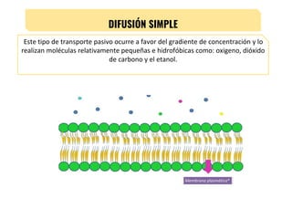 DIFUSIÓN SIMPLE
Este tipo de transporte pasivo ocurre a favor del gradiente de concentración y lo
realizan moléculas relativamente pequeñas e hidrofóbicas como: oxigeno, dióxido
de carbono y el etanol.
 