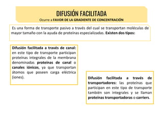 DIFUSIÓN FACILITADA
Ocurre a FAVOR DE LA GRADIENTE DE CONCENTRACIÓN
Es una forma de transporte pasivo a través del cual se transportan moléculas de
mayor tamaño con la ayuda de proteínas especializadas. Existen dos tipos:
Difusión facilitada a través de canal:
en este tipo de transporte participan
proteínas integrales de la membrana
denominadas proteínas de canal o
canales iónicos, ya que transportan
átomos que poseen carga eléctrica
(iones). Difusión facilitada a través de
transportadores: las proteínas que
participan en este tipo de transporte
también son integrales y se llaman
proteínas transportadoras o carriers.
 