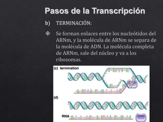 Pasos de la Transcripción
 