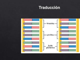 Traducción
 
