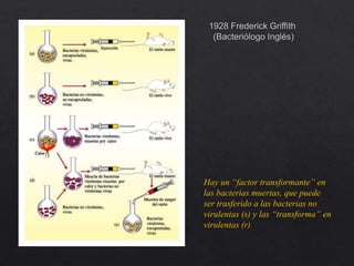 Hay un “factor transformante” en
las bacterias muertas, que puede
ser trasferido a las bacterias no
virulentas (s) y las “transforma” en
virulentas (r)
 