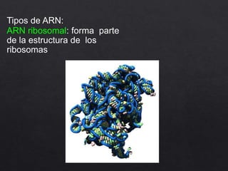 Tipos de ARN:
ARN ribosomal: forma parte
de la estructura de los
ribosomas
 
